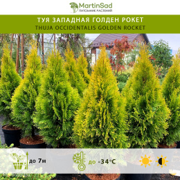 Туя западная Голден Рокет