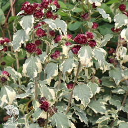 Гибискус сирийский Пурпуреус Вариегатус