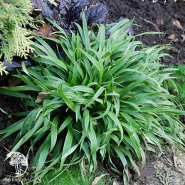 Ожика лесная