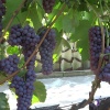 Виноград плодовый Кенадис фото 1 