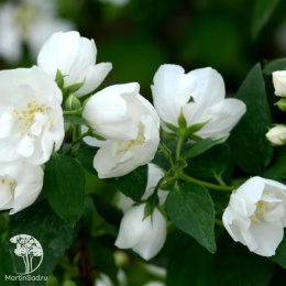 Чубушник гибридный Лавина