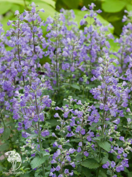 Фото Котовник фассена Грол