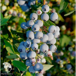 Голубика высокорослая Бэби Блюз