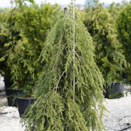 Тсуга канадская Пендула