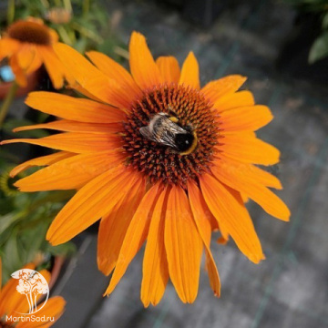 Фото Эхинацея пурпурная Хани Скиппер