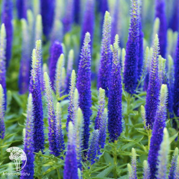 Фото Вероника колосковая Анниверсари Блю