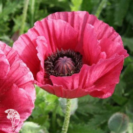 Мак восточный Марлин