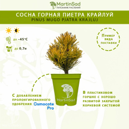 Сосна горная Пиетра Крайлуй