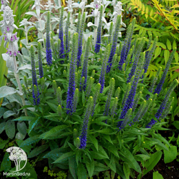 Вероника колосистая Алстер Дварф Блю