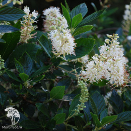 Клетра ольхолистная Хаммингбёд