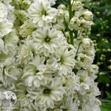 Фото Дельфиниум Новозеландский гигант лайм, супермахровый