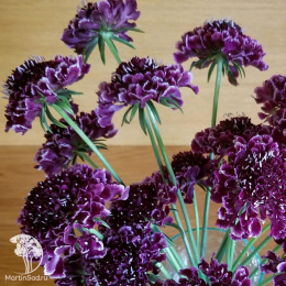 Скабиоза Лариса (вид: темно-пурпуровая, пурпурная почти черная) Евро