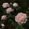 Роза чайно-гибридная Эмезинг Грейс фото 2 