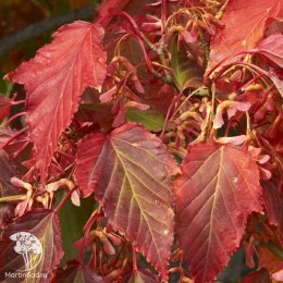 Клён Давида змеекорый Маделин Спитта