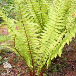 Щитовник толстокорневищный