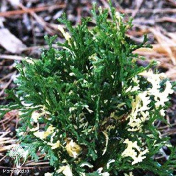 Фото Туя западная Конфетти