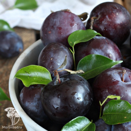 Черрикос (чёрный абрикос + алыча)