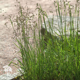 Трясунка средняя Доддеринг Диллис