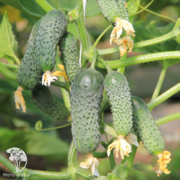 Огурец Корнишон-закусон F1 ---  ® Парт