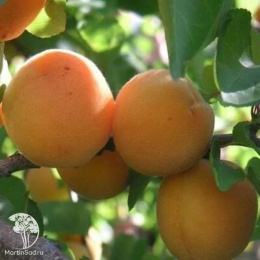 Абрикос гибрид Графиня+Деликатесный