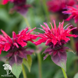 Набор для ароматной грядки монарда Фаербол + Би-Фри + Бьюти оф Кобхэм