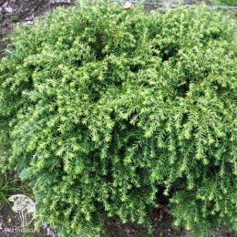 Тсуга канадская Нана