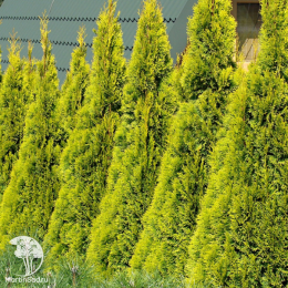 Туя западная Санни Смарагд