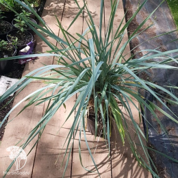 Элимус голубой