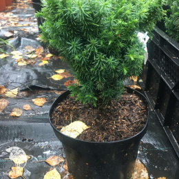  Криптомерия японская Фанни