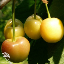 Черешня Вега КОЛОНОВИДНАЯ