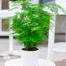 Аспарагус Абу-Даби