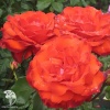 Роза чайно-гибридная Артуро Тосканини фото 2 