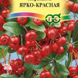 Пираканта Ярко-красная