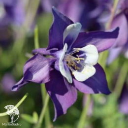 Aquilegia hybrida Spring Magic Navy & White Аквилегия гибридная Спринг Мэджик Нэви энд Вайт