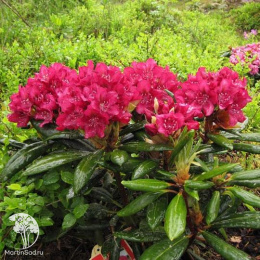  Рододендрон гибридный Казимир Вилки / Роял Скарлет