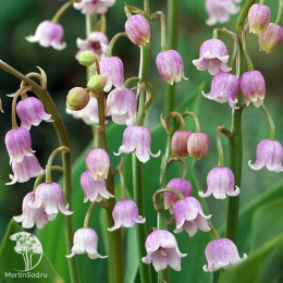  Ландыш майский Розеа