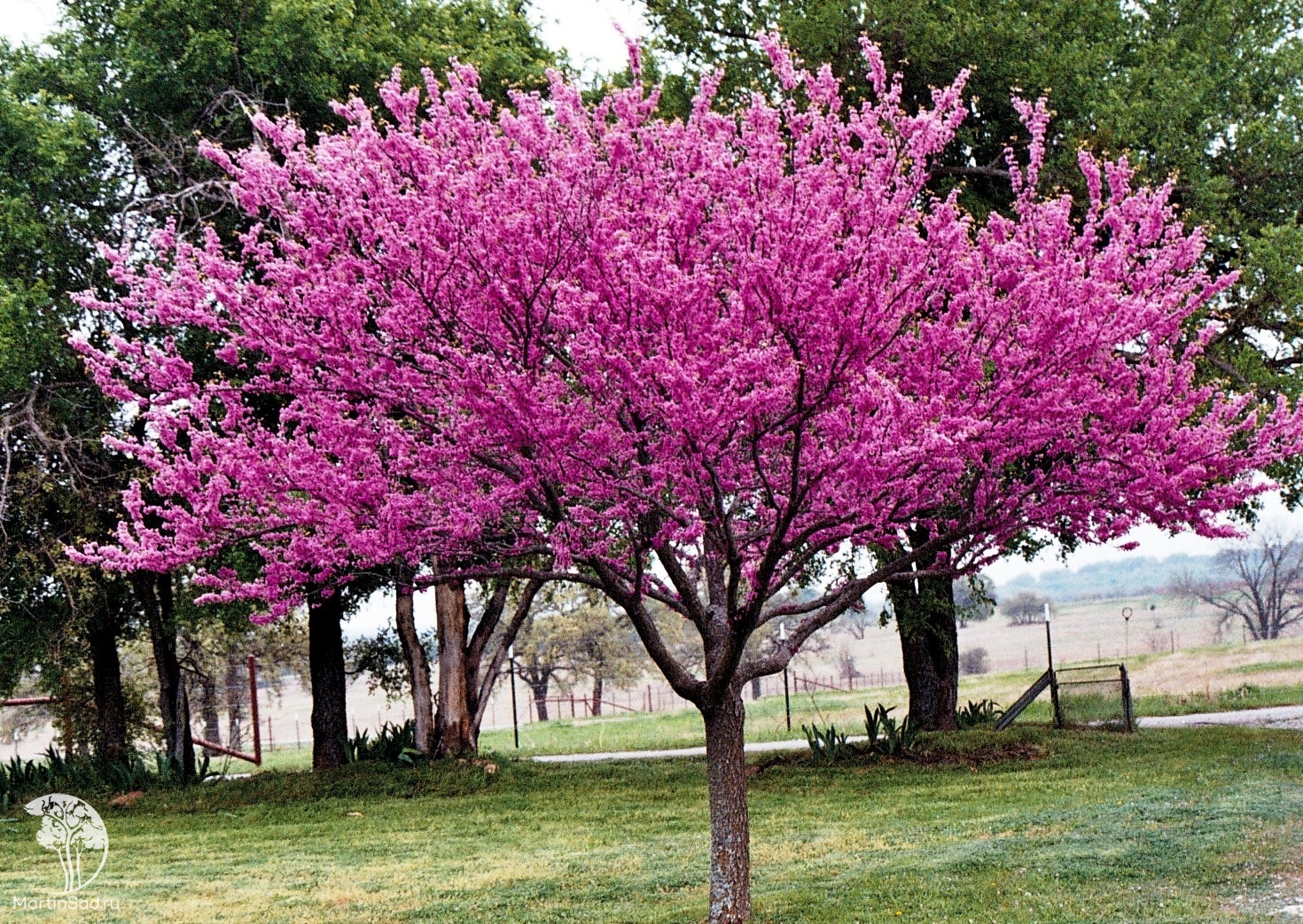 Что цветет розовыми цветами в крыму. Церцис Иудино дерево. Багряник Иудино дерево. Церцис Гриффита. Церцис (багряник Европейский, Иудино дерево).