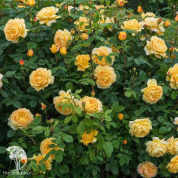 Роза Голден Селебрейшен