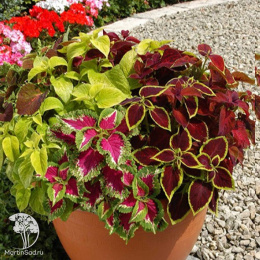 Колеус блюме Волшебник, смесь окрасок