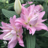 Лилия махровая восточная Розели Аннушка фото 3 