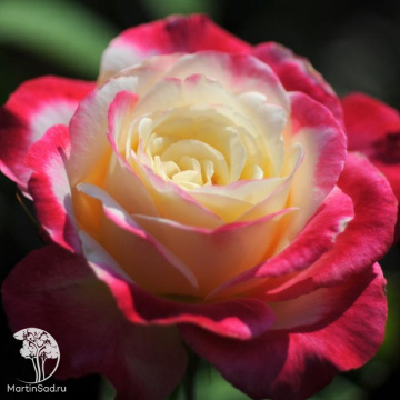 Фото Роза чайно-гибридная Дабл Делайт