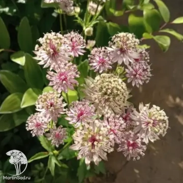 Фото Астранция крупная
