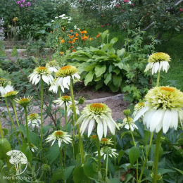  Эхинацея Милкшейк