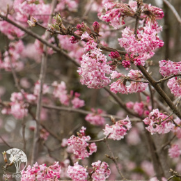 Калина боднантенская