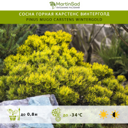 Сосна горная Карстенс Винтерголд