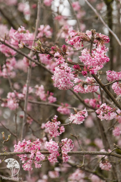 Фото Калина боднантенская