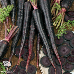 Морковь Негритянка