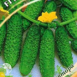 Огурец Кадриль корнишон 
