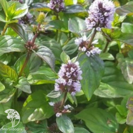 Мята колосистая Зитронминз