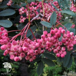 Рябина Пинк Вейл